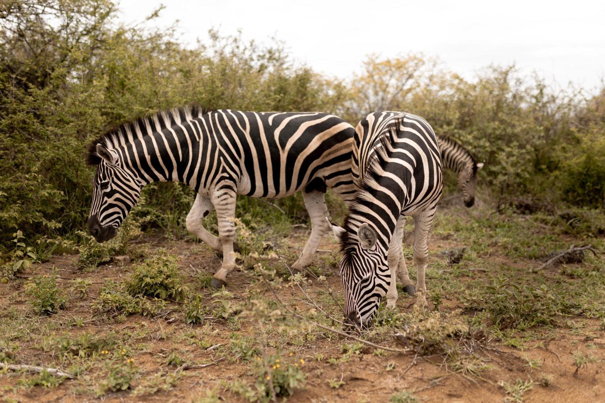 Little Kubu Lodge Hoedspruit Zewnętrze zdjęcie