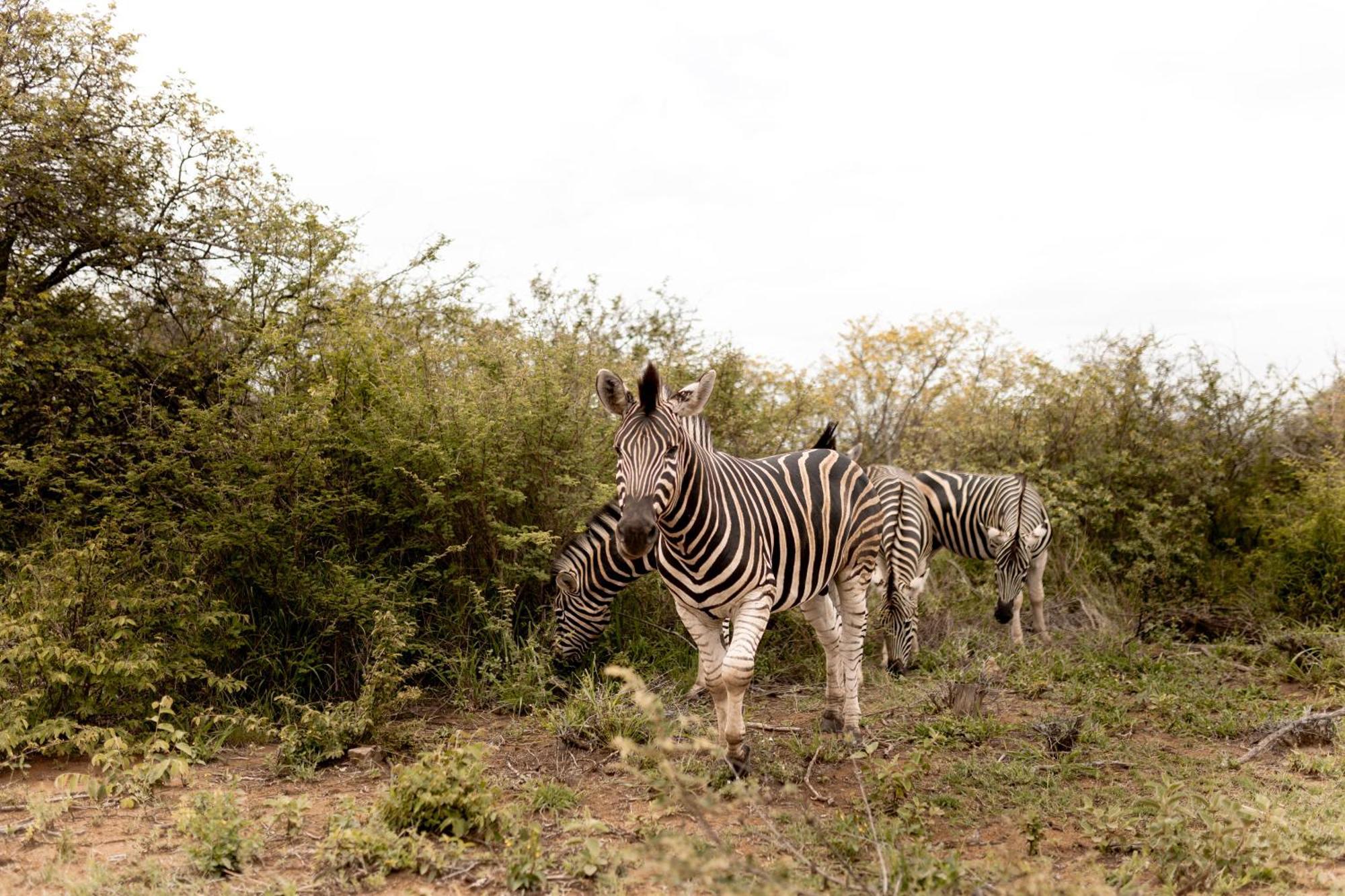 Little Kubu Lodge Hoedspruit Zewnętrze zdjęcie
