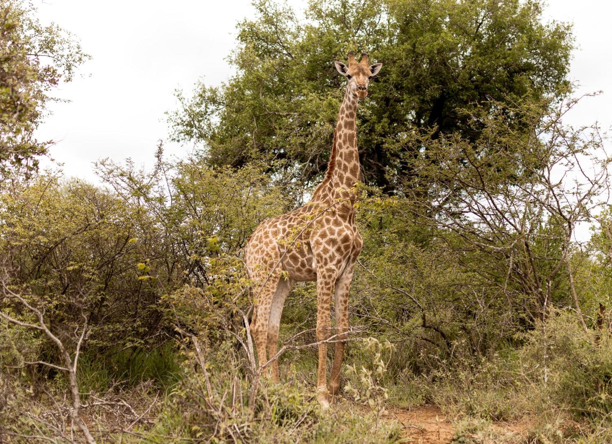 Little Kubu Lodge Hoedspruit Zewnętrze zdjęcie